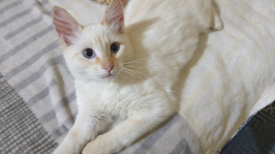 cat-chat-pour-adoption-douaouda-tipaza-algeria