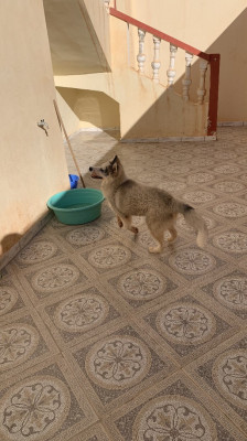dog-a-vendre-chien-husky-sidi-bel-abbes-algeria