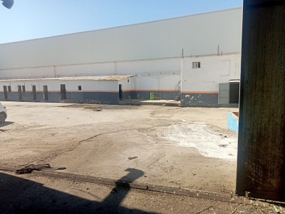 Rent Hangar Blida Ouled selama