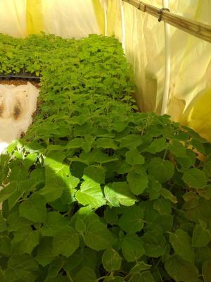Les Verts Tunisie - Dieffenbachia pot céramique 🌱Plante naturelle