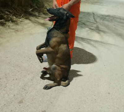 chien-malinois-zeralda-alger-algerie