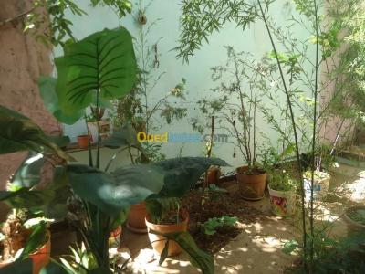 Vente Villa Tipaza Tipaza