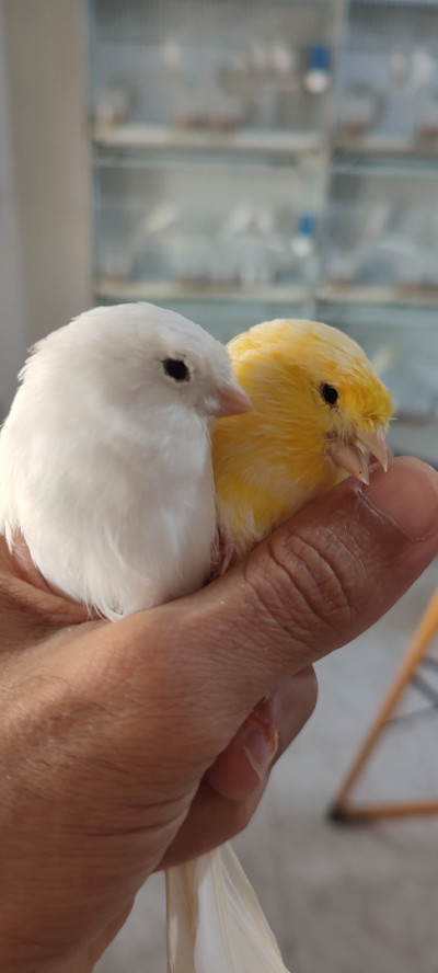 oiseau-des-canaries-porteur-recessif-baraki-alger-algerie