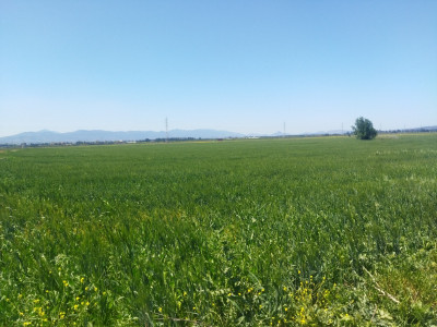 terrain-agricole-vente-tipaza-algerie