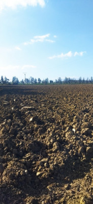 terrain-agricole-vente-tipaza-algerie