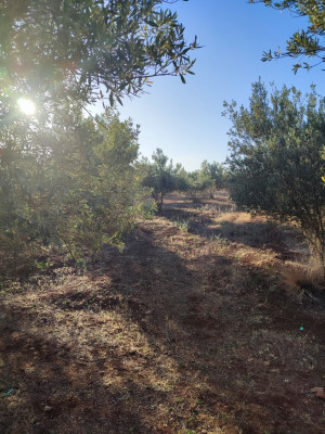Vente Terrain Agricole Sidi bel abbes Boukhanafis