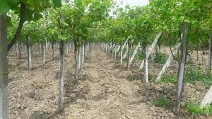 autre-poteaux-pour-pergola-vigne-chlef-algerie