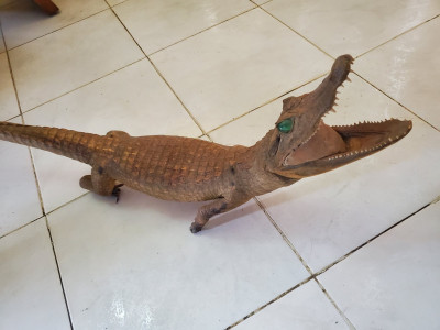 antiquites-collections-crocodile-en-taxidermie-said-hamdine-alger-algerie