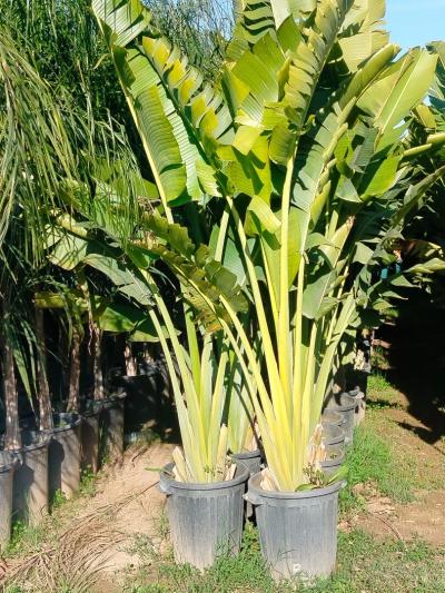 تنظيف-و-صحة-عامة-jardinerie-بئر-توتة-الجزائر