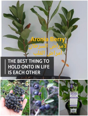 jardinage-aronia-berry-guerrouaou-blida-algerie