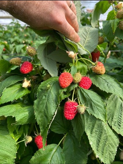 Framboisier importation professionnel 