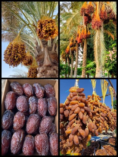 Palmiers dattiers نخيل التمر