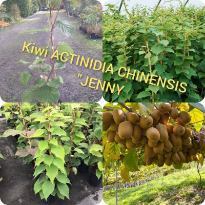 بستنة-kiwi-actinidia-chinensis-jenny-قرواو-البليدة-الجزائر