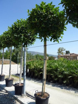 plantes-et-fleurs-ficus-dina-garden-importation-chebli-blida-algerie