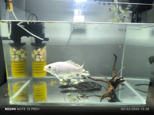 Aquarium avec tout les accessoires+ poisson