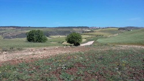 Vente Terrain Agricole Oran Ain el kerma
