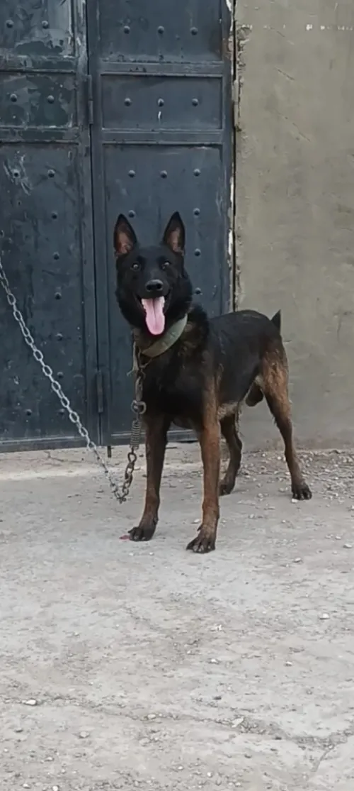 Mâle malinois .بلو