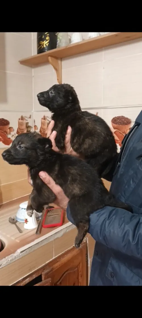 Mâle et femelle malinois