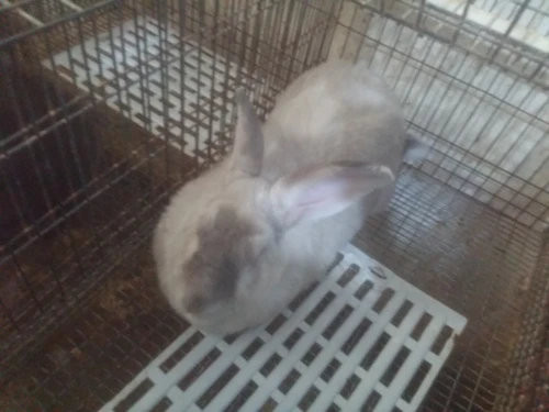 Lapin