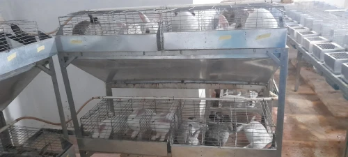بيع أرانب للاستهلاك و التربية