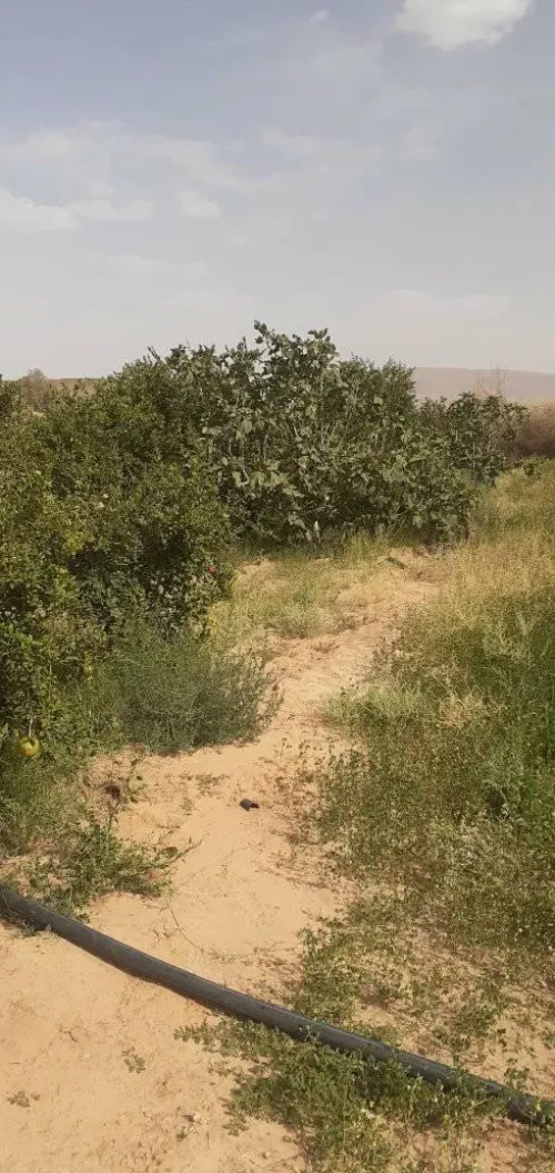 Location Local Naama Ain sefra