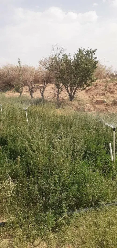 Location Local Naama Ain sefra