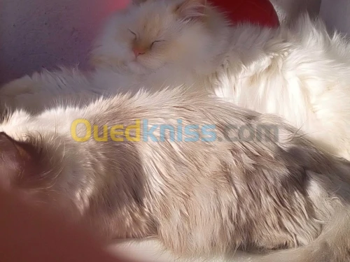 Chat persan chirazy 