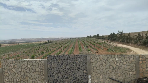 Vente Terrain Agricole Aïn Témouchent El amria