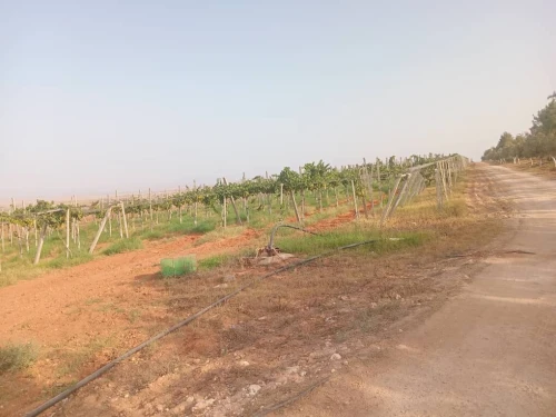 Vente Terrain Agricole Aïn Témouchent El amria