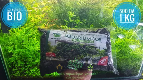 نباتات مائية طبيعية خاصة بالاحواض   plante aquatique aquarium 