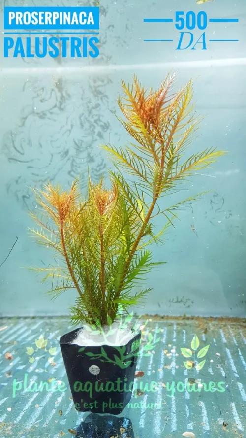 نباتات مائية طبيعية خاصة بالاحواض   plante aquatique aquarium 