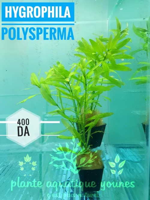 نباتات مائية طبيعية خاصة بالاحواض   plante aquatique aquarium 