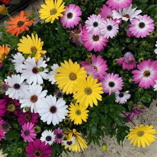 Entretien jardinage et suivi 