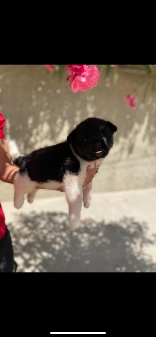 Chiot akita américain femelle