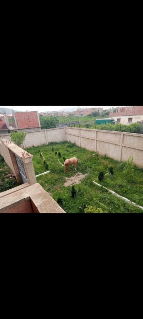 Vente Immeuble Blida Ouled selama