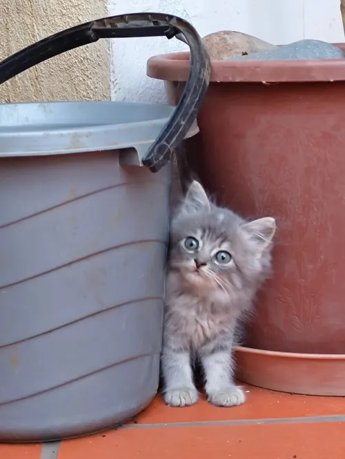 Chaton Persan