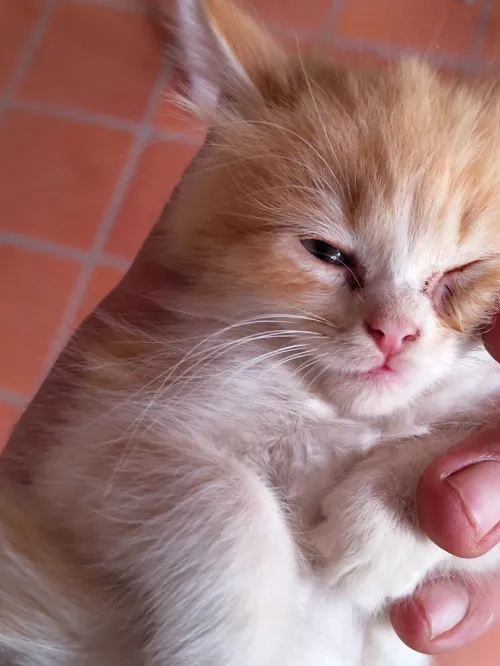 Chaton Persan