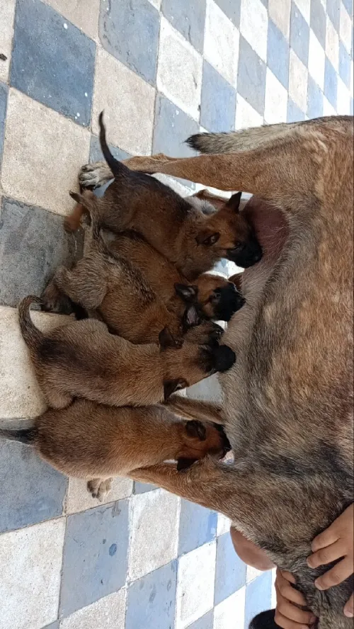 Malinois
