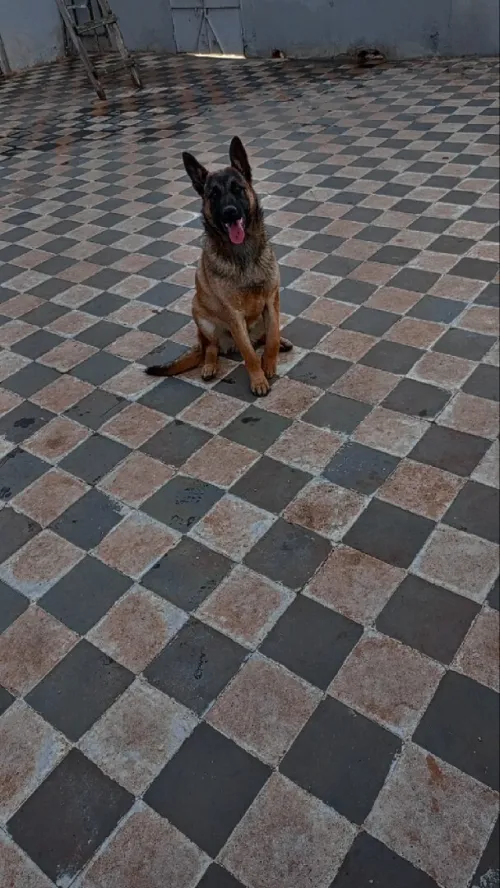 Malinois