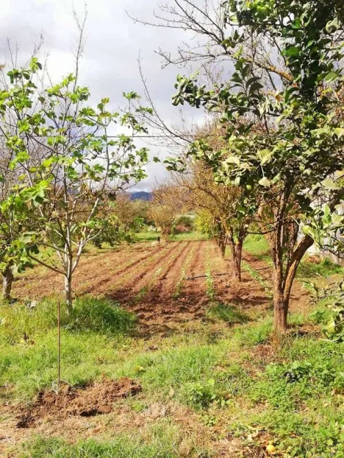 Vente Terrain Skikda Collo