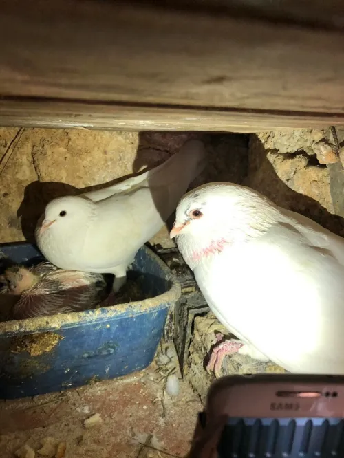 Paon/ paon indiennes  /  حمام طا وسحمام ابيض منتج