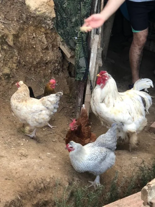 Poules pondeuses دجاج بياض