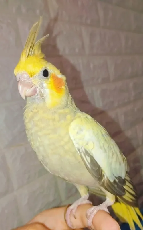 Calopsitte 
