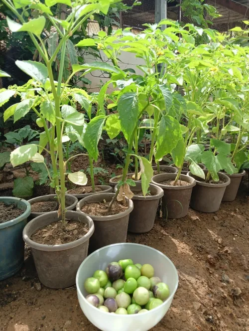 Graines du jardin Bio