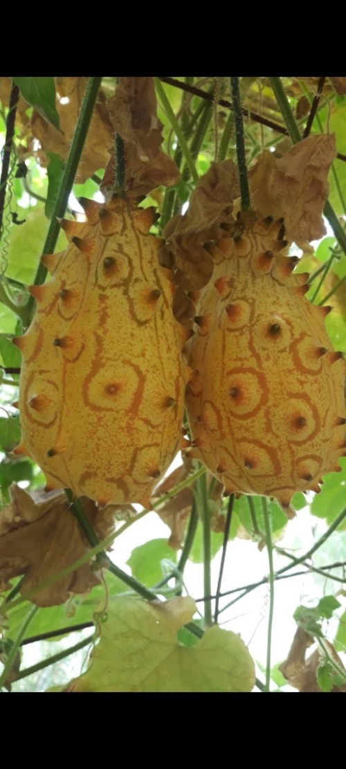 Graines du jardin Bio