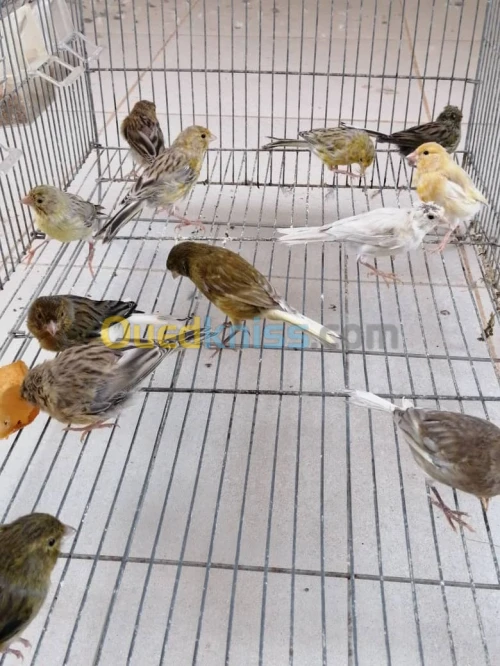 CANARIS DE RACE