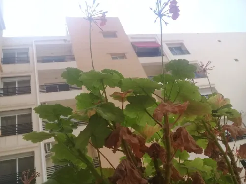 Vente Appartement F3 Alger Draria