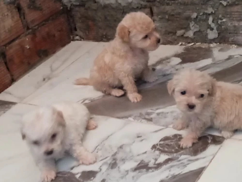 Caniche 