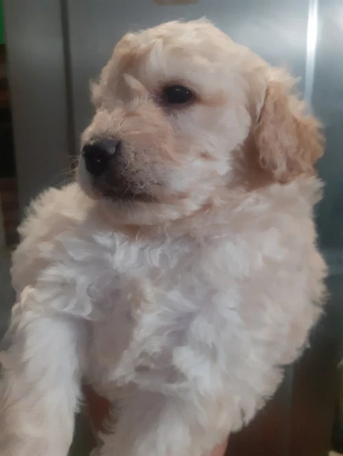 Caniche