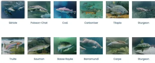 Usine Production Nourriture Poisson